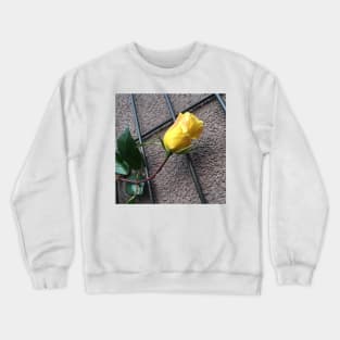 Yellow Rose On The Wall Crewneck Sweatshirt